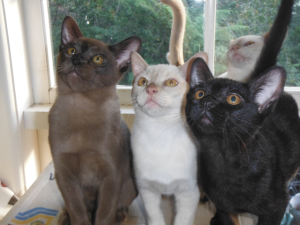 Arsenios Burmese Cats