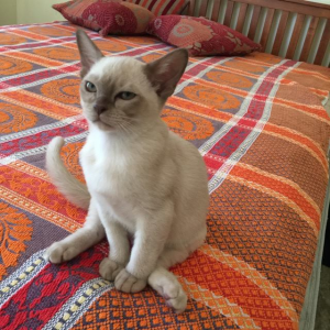 Arsenios Burmese kitten on the bed