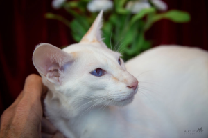 Arsenios Siamese Cat