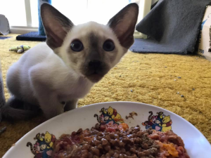 Arsenios Siamese kitten is eating