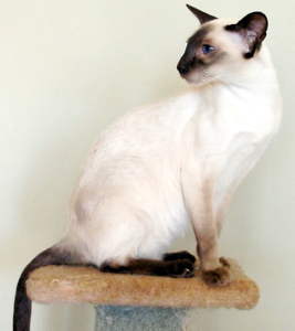 Arsenios Siamese Cat