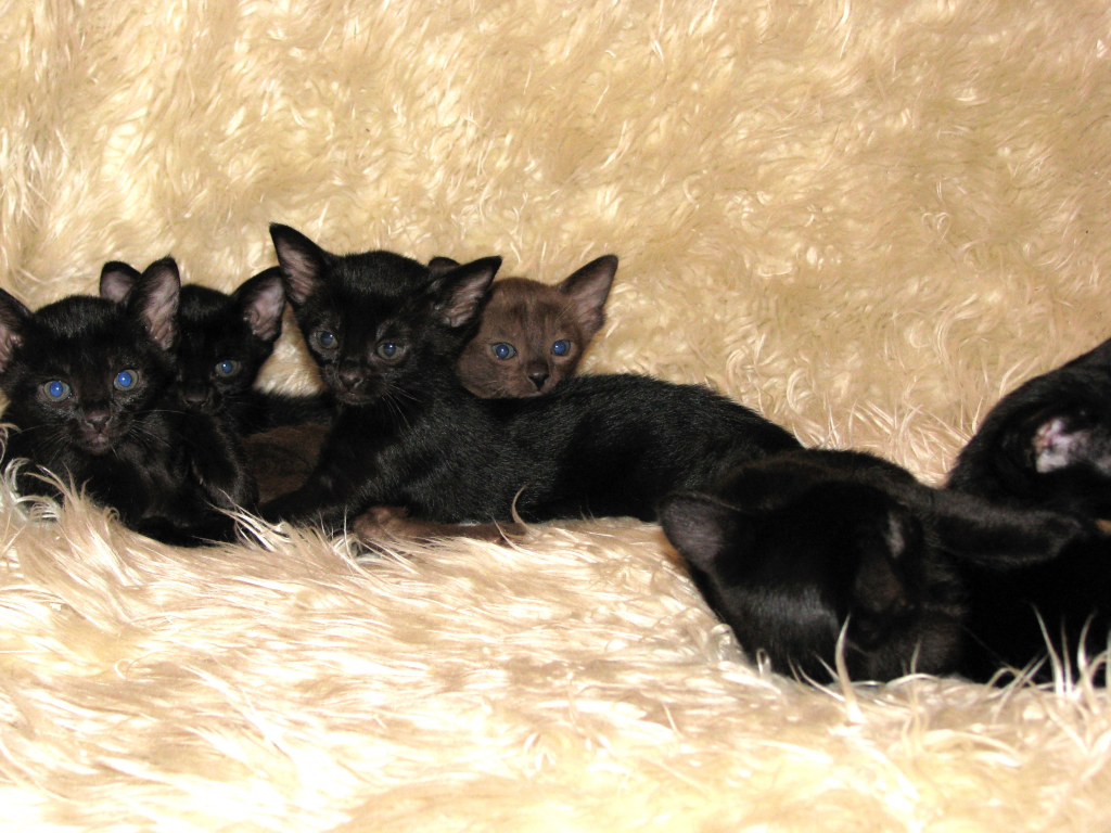 Arsenios Mandalay kittens on a blanket