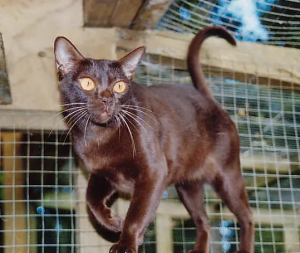 Arsenios Mandalay Cat