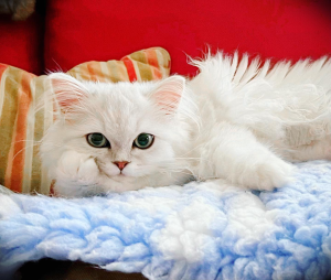 Aaralyn Burmilla Cat on a sofa