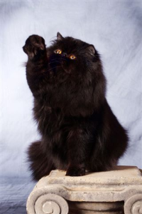 Glamorgan Exotic Shorthair Cat