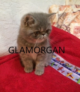 Glamorgan Exotic Shorthair kitten