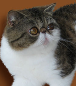 JayGee Exotic Shorthair Cat