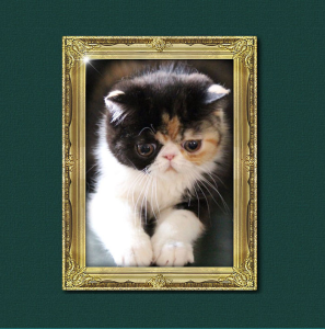 Pussyfoot Exotic Shorthair Cat