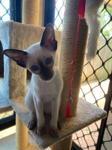 Seki Siamese kitten on a stand