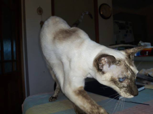 Seki Siamese Cat