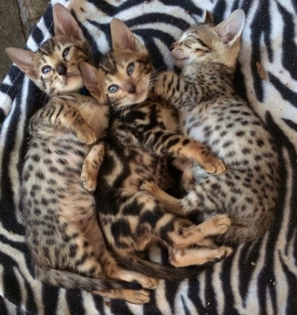 Jasmarez Cheetoh Kittens for sale