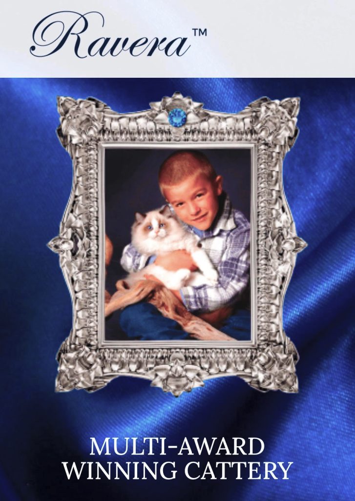 ravera ragdolls kittens for sale