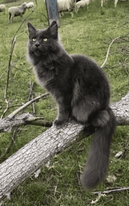 Ghostgum Maine Coons Cat sitting on a tree