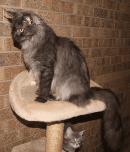 Ghostgum Maine Coons cat sitting on a stand