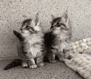 Coonucopia Maine Coon Gorgeous kittens