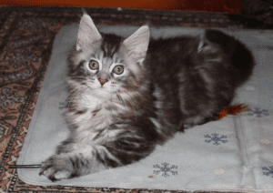 Yendor Maine Coon kitten lies on the rug