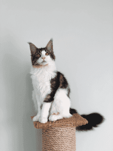 Pawsplusclaws Maine Coon Cat on a stand