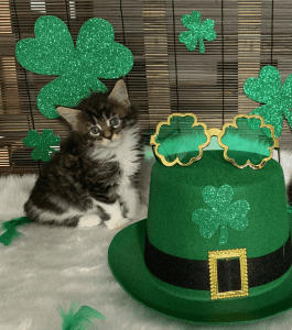 Pawsplusclaws Maine Coon kitten with clover