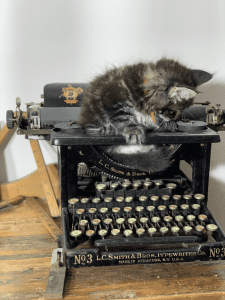 Pawsplusclaws Maine Coon kitten in a typewriter
