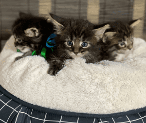 Pawsplusclaws Maine Coon kittens in the bed