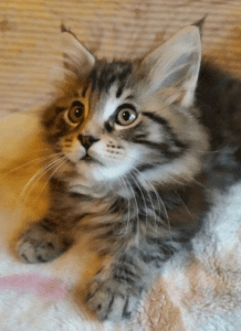 Jagahlee Maine Coon surprised kitten