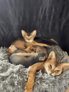 WillowPark Abyssinians kittens on a sofa