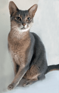 Shayba Silver Abyssinians Cat