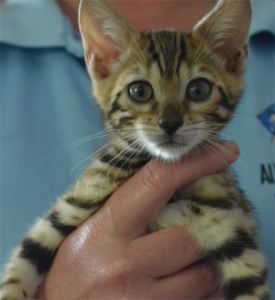 Lasskats Bengal kitten in hand