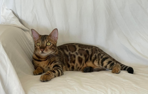 Migaloo Bengal Cat on a blanket