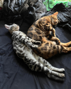 Migaloo Bengal Cats lie down