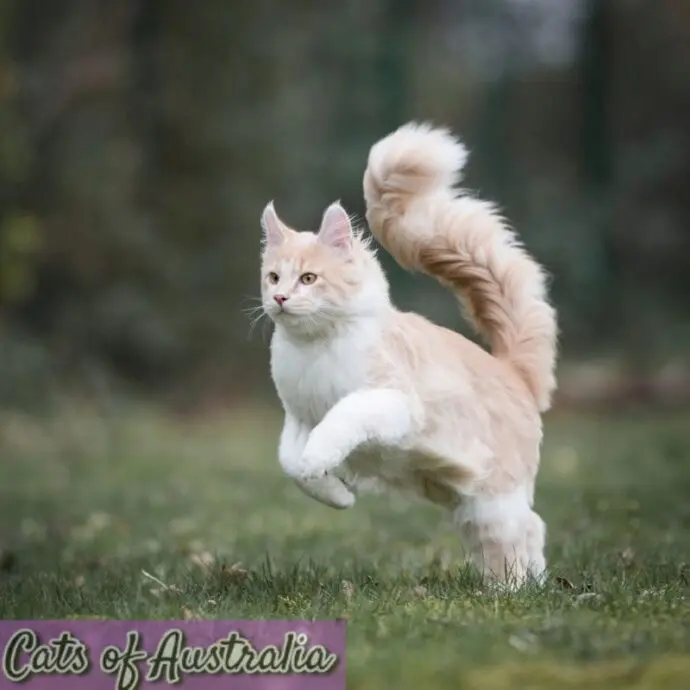 maince coon cat plays outdoors