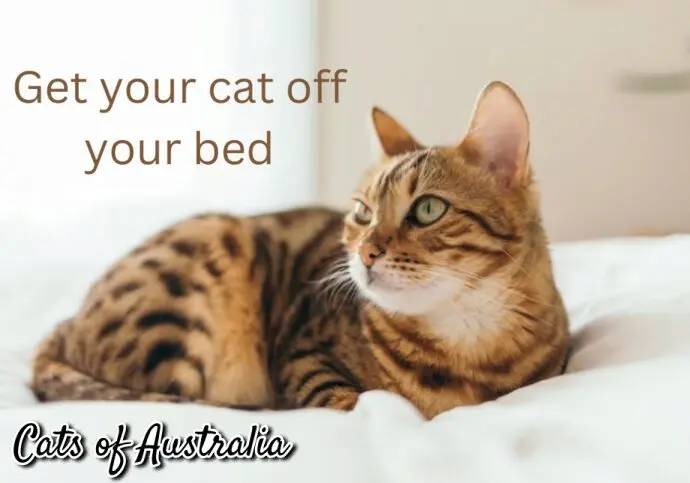 Get your Maine coon cat off your bed to prevent spreading allergens