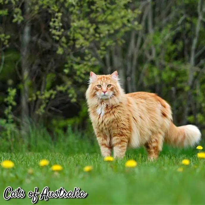 Maine coon cat outdoors