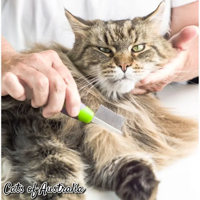 Maine coon grooming