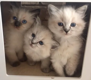 Emberlynne Ragdolls kittens