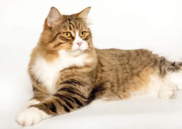 siberian kittens for sale