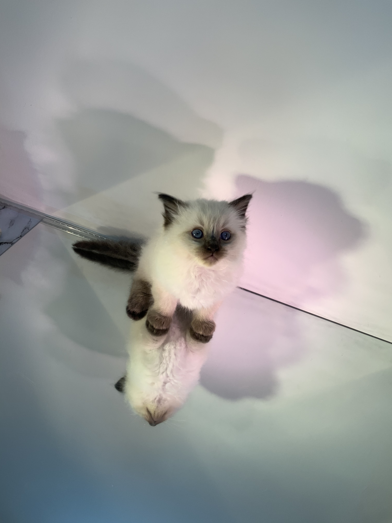 Ragdoll Kittens for Sale – Cats of Australia