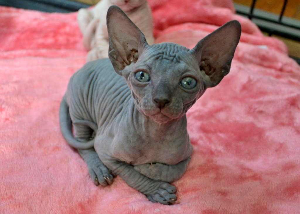 Alchemy Sphynx Registered Sphynx breeder