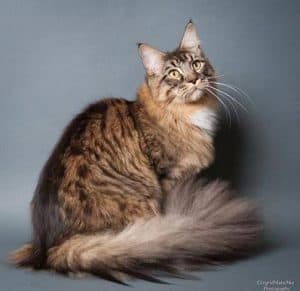 COONMAGIC Maine Coon Kittens for sale