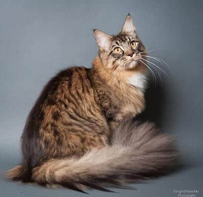 COONMAGIC Maine Coon Kittens for sale