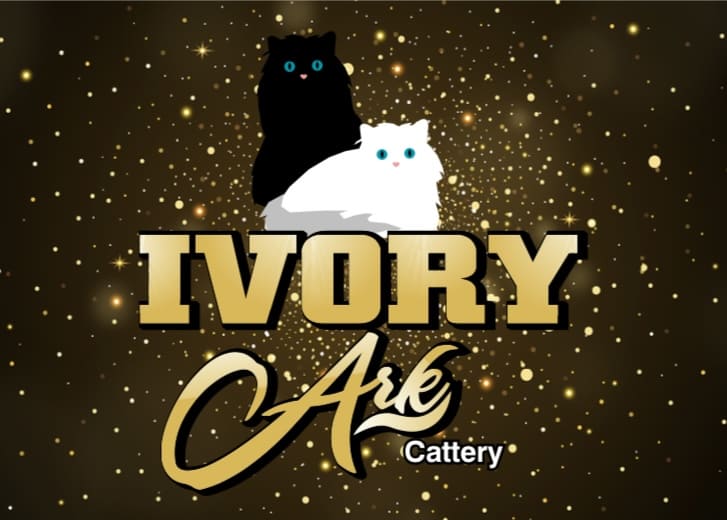 IvoryArk exotic shorthair persian Kittens for sale