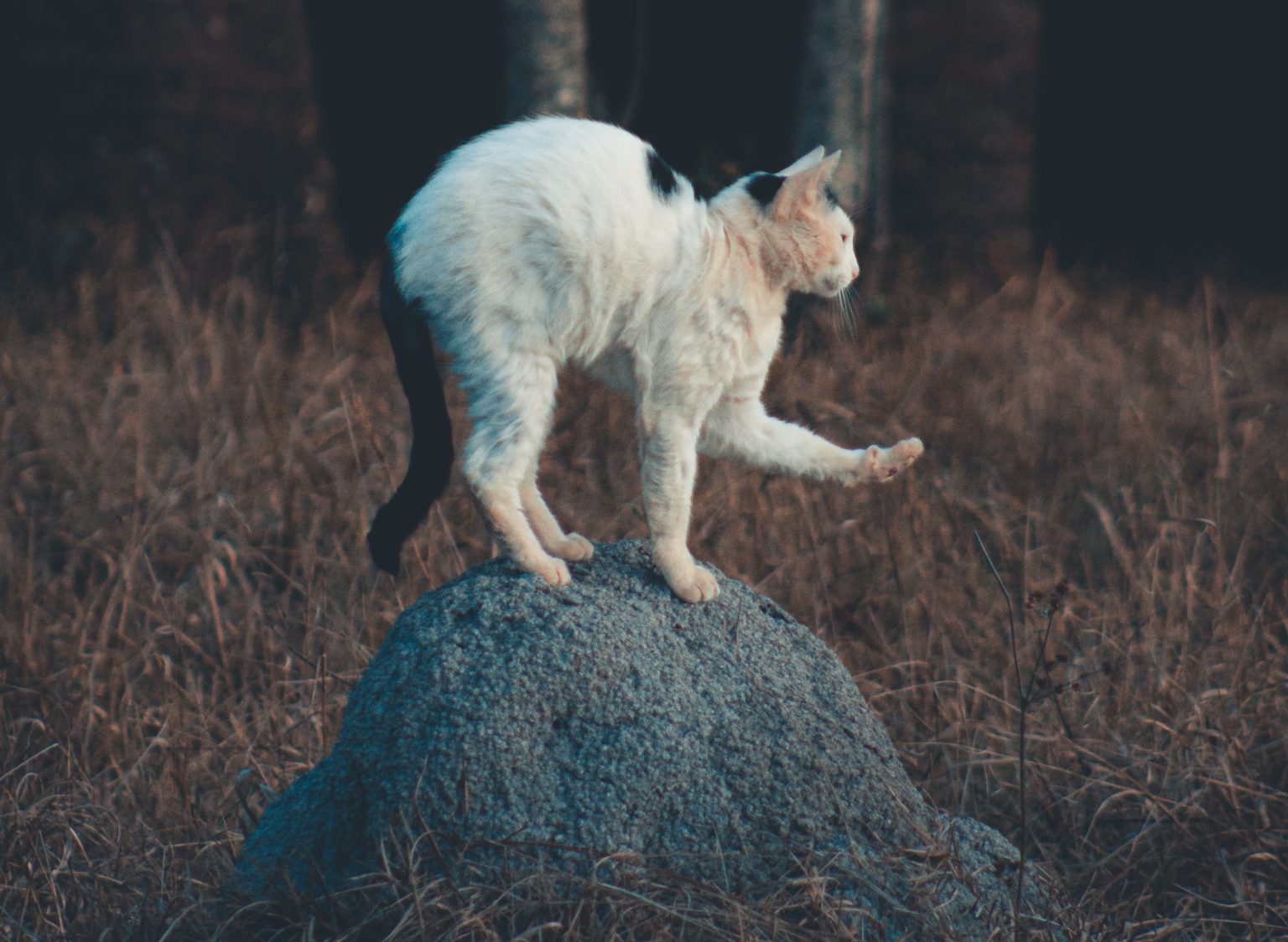 Why Is My Cat Walking With An Arched Back?