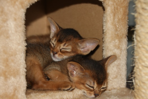 Cairocats Abyssinians kittens on a stand
