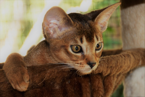 Cairocats Abyssinians kitten on a stand
