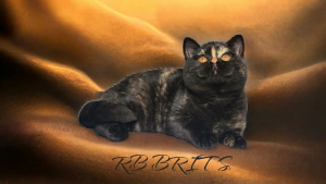 RB BRITS British Shorthair Cat on a blanket