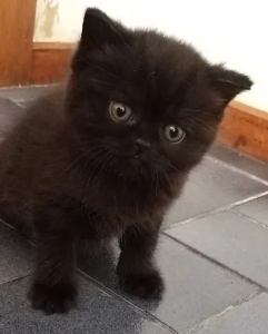 Brindie British Shorthair kitten