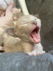 Picobello Cornish Rex kitten yawns