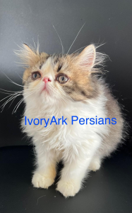 IvoryArk Persian kitten