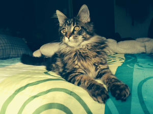 TAHJESS MAINE COON Cat on the bed