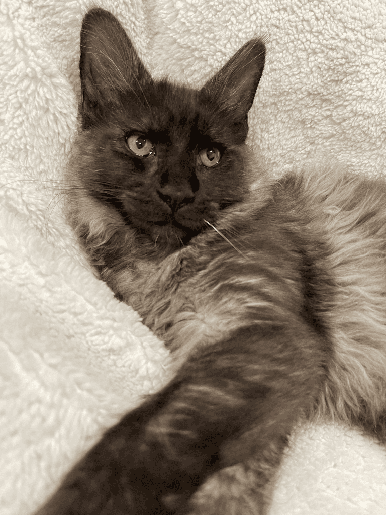 MOJINDA MAINE COON Kittens for sale